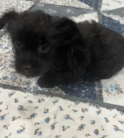 Raven, a female Yorkshire Terrier for sale in Gaffney, SC – 1 of 4
