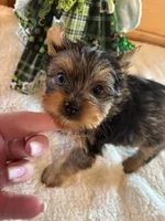 Kylee , a female Yorkshire Terrier for sale in Gaffney, SC – Photo 2 of 4