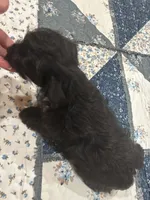 Raven, a female Yorkshire Terrier for sale in Gaffney, SC – 4 of 4