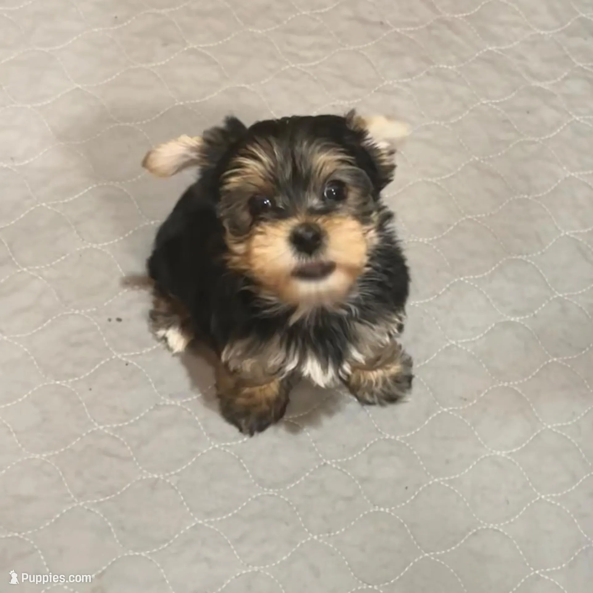 Trinket  – Yorkshire Terrier puppy for sale in Gaffney, SC
