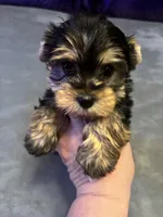 Trinket , a female Yorkshire Terrier for sale in Gaffney, SC – Photo 3 of 3