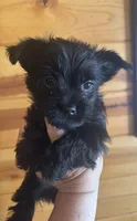 Raven, a female Yorkshire Terrier for sale in Gaffney, SC – 2 of 4