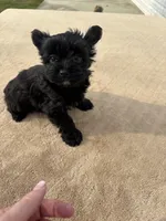 Willow , a female Yorkshire Terrier for sale in Gaffney, SC – Photo 6 of 6