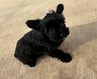 Willow , a female Yorkshire Terrier for sale in Gaffney, SC – Photo 3 of 6