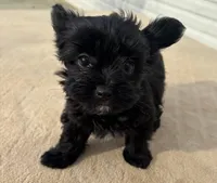 Willow , a female Yorkshire Terrier for sale in Gaffney, SC – Photo 2 of 6