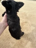 Willow , a female Yorkshire Terrier for sale in Gaffney, SC – Photo 5 of 6