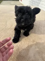 Willow , a female Yorkshire Terrier for sale in Gaffney, SC – Photo 4 of 6