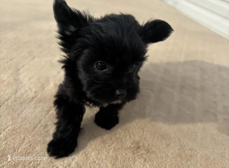 Willow  – Yorkshire Terrier puppy on hold in Gaffney, SC