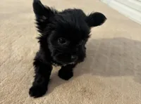 Willow , a female Yorkshire Terrier for sale in Gaffney, SC – Photo 1 of 6