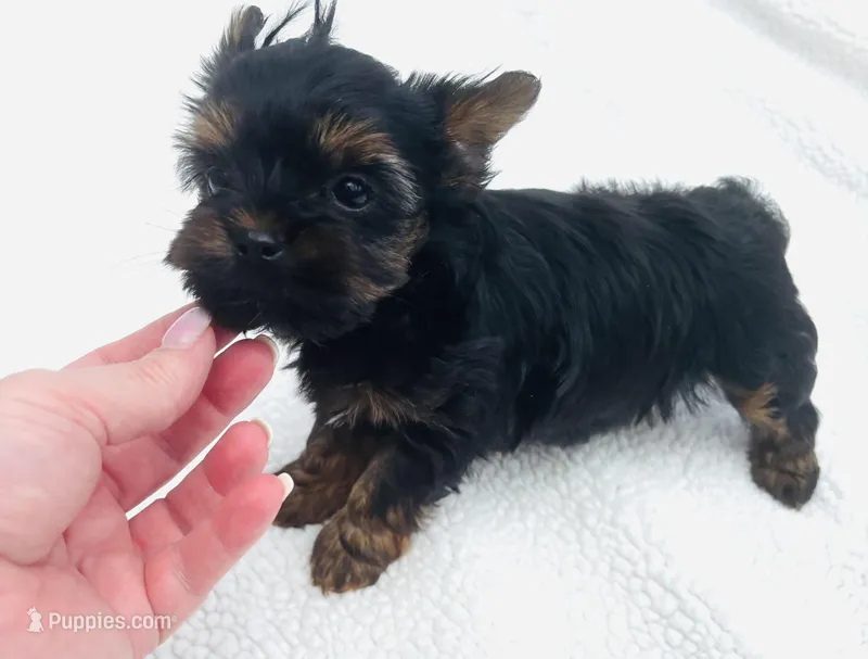 Lincoln  – Yorkshire Terrier puppy for sale in Gaffney, SC