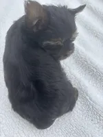 Lincoln , a male Yorkshire Terrier for sale in Gaffney, SC – Photo 3 of 3