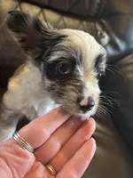 Merle, a male Yorkshire Terrier for sale in Gaffney, SC – Photo 2 of 4