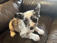 Merle, a male Yorkshire Terrier for sale in Gaffney, SC – Photo 4 of 4