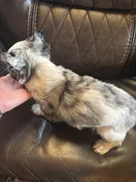 Merle, a male Yorkshire Terrier for sale in Gaffney, SC – Photo 3 of 4