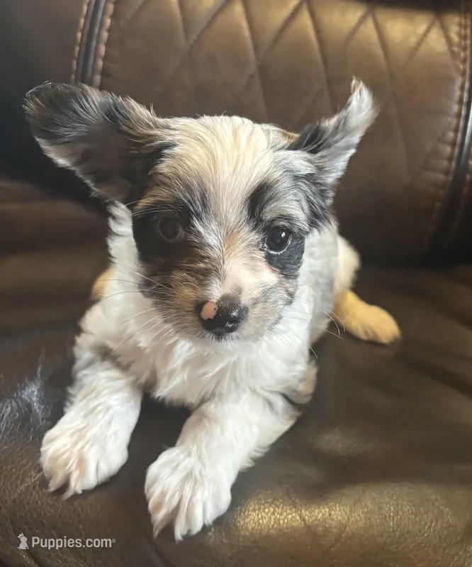 Merle – Yorkshire Terrier puppy for sale in Gaffney, SC