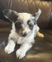 Merle, a male Yorkshire Terrier for sale in Gaffney, SC – Photo 1 of 4