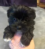 Landyn , a male Yorkshire Terrier for sale in Gaffney, SC – Photo 4 of 6