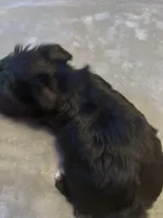 Landyn , a male Yorkshire Terrier for sale in Gaffney, SC – Photo 5 of 6