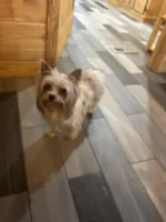 Landyn , a male Yorkshire Terrier for sale in Gaffney, SC – Photo 6 of 6