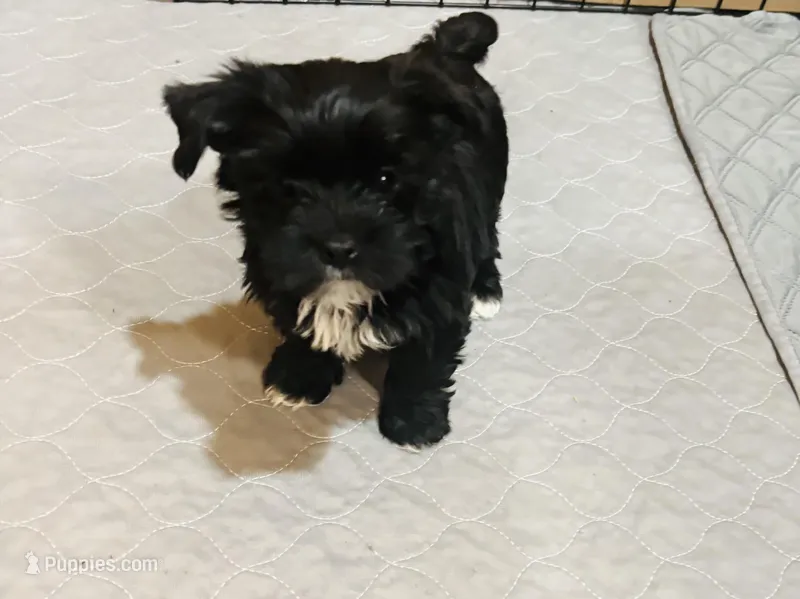 Landyn  – Yorkshire Terrier puppy for sale in Gaffney, SC