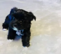 Landyn , a male Yorkshire Terrier for sale in Gaffney, SC – Photo 3 of 6