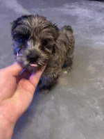 Sterling , a male Yorkshire Terrier for sale in Gaffney, SC – Photo 2 of 3