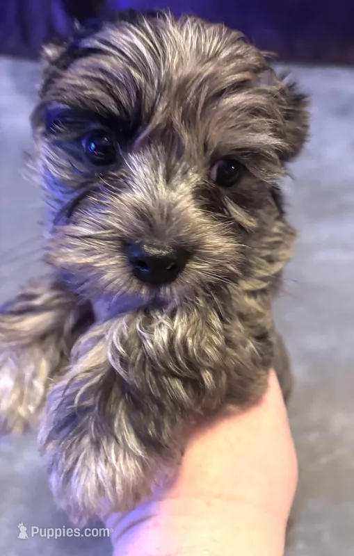 Sterling  – Yorkshire Terrier puppy for sale in Gaffney, SC