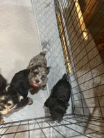 Sterling , a male Yorkshire Terrier for sale in Gaffney, SC – Photo 3 of 3