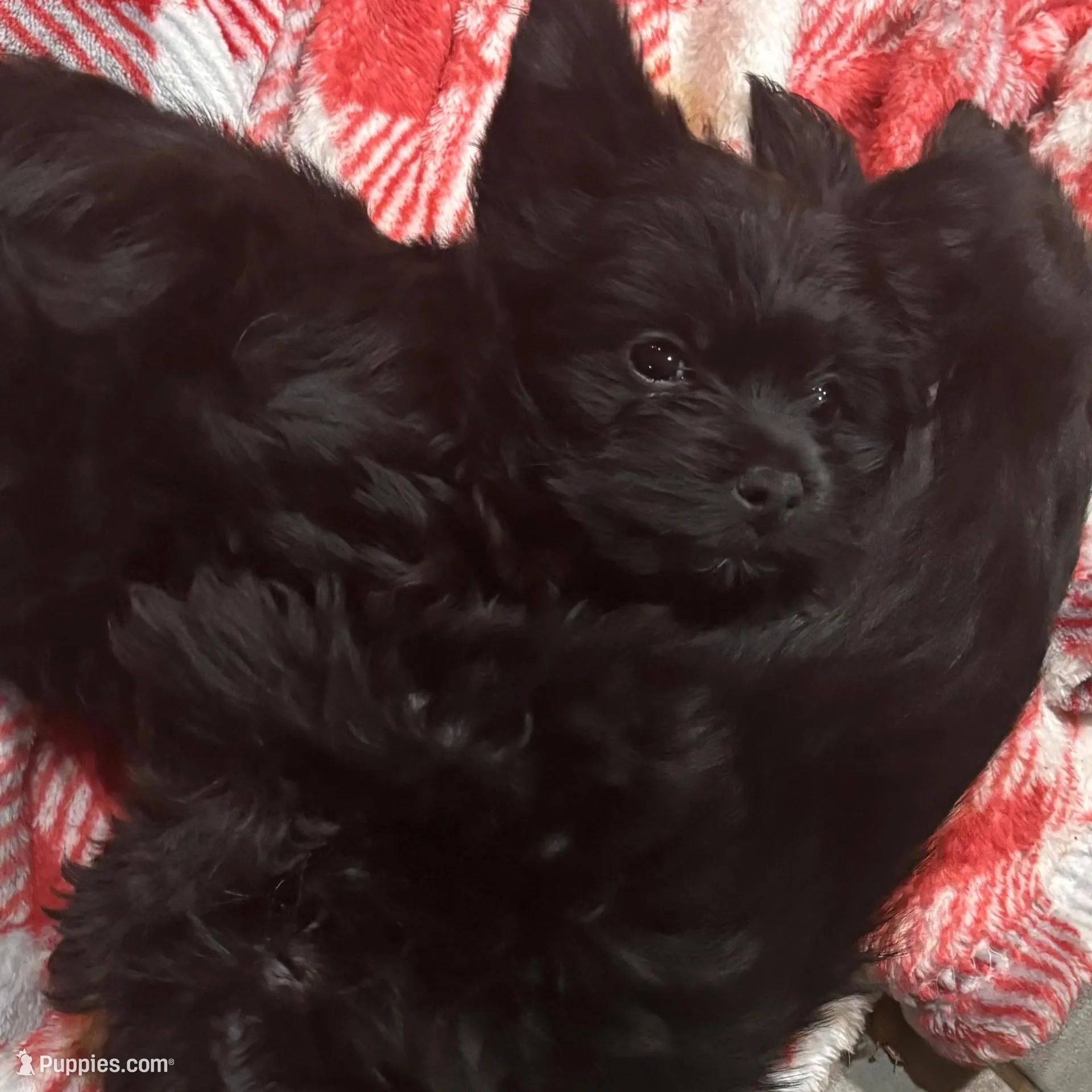 Kristian KB Black , a male Yorkshire Terrier for sale in Gaffney, SC – Photo 2 of 5