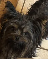 Kristian AKC, a male Yorkshire Terrier for sale in Gaffney, SC – Photo 4 of 5