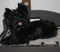 Kristian AKC, a male Yorkshire Terrier for sale in Gaffney, SC – Photo 5 of 5