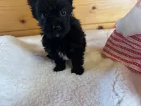 Kristian AKC, a male Yorkshire Terrier for sale in Gaffney, SC – Photo 3 of 5