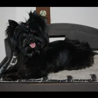 Kristian KB Black , a male Yorkshire Terrier for sale in Gaffney, SC – Photo 5 of 5