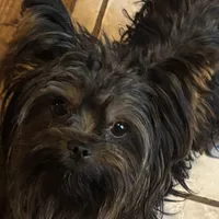 Kristian KB Black , a male Yorkshire Terrier for sale in Gaffney, SC – Photo 4 of 5