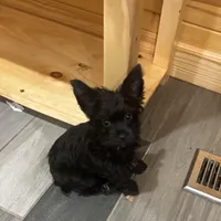 Kristian KB Black , a male Yorkshire Terrier for sale in Gaffney, SC – Photo 1 of 5