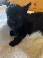 Kristian AKC, a male Yorkshire Terrier for sale in Gaffney, SC – Photo 1 of 5