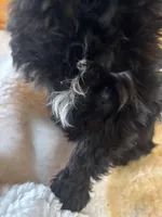 Kristian AKC, a male Yorkshire Terrier for sale in Gaffney, SC – Photo 2 of 5