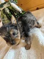Kylee , a female Yorkshire Terrier for sale in Gaffney, SC – Photo 4 of 4