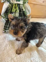 Kylee , a female Yorkshire Terrier for sale in Gaffney, SC – Photo 3 of 4