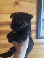 Raven, a female Yorkshire Terrier for sale in Gaffney, SC – 3 of 4