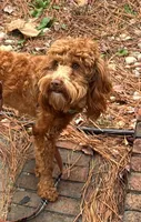 Roman , a male Cockapoo for sale in Fayetteville, NC – Photo 1 of 7