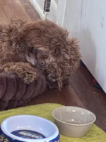 Roman , a male Cockapoo for sale in Fayetteville, NC – Photo 2 of 7