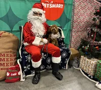 Roman , a male Cockapoo for sale in Fayetteville, NC – Photo 7 of 7