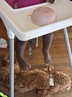 Roman , a male Cockapoo for sale in Fayetteville, NC – Photo 4 of 7