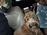 Roman , a male Cockapoo for sale in Fayetteville, NC – Photo 3 of 7