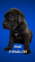 Cane Corso, a male Cane Corso for sale in Marietta, GA – 3 of 4