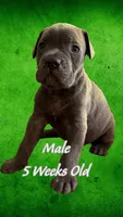 Cane Corso, a male Cane Corso for sale in Marietta, GA – 2 of 4