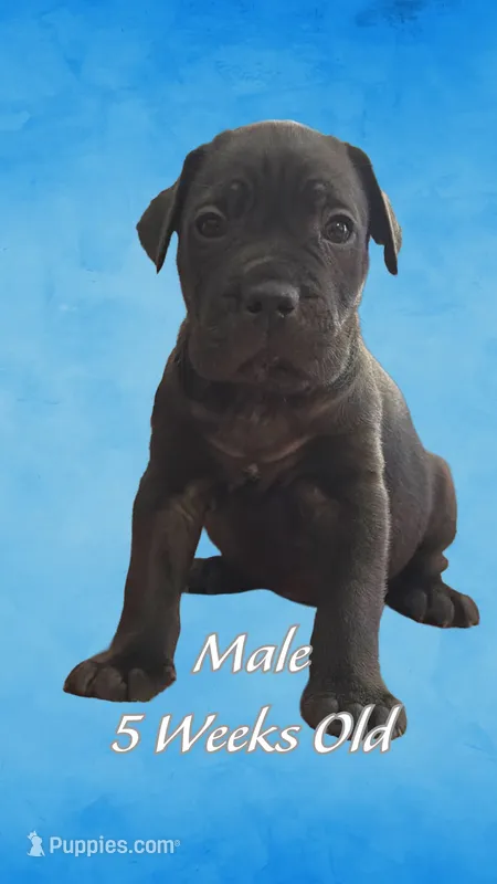 Cane Corso – Cane Corso puppy for sale in Marietta, GA
