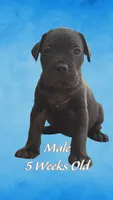 Cane Corso, a male Cane Corso for sale in Marietta, GA – 1 of 4