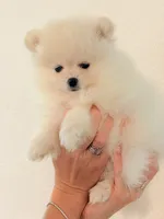 Pomeranian Kuster , a female Pomeranian for sale in Saint Cloud, FL – 1 of 2